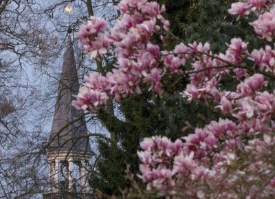 kerk met bloesem
